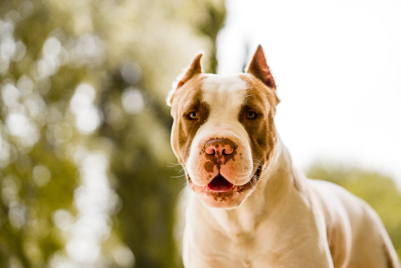 image of White and Brown Pit Bull