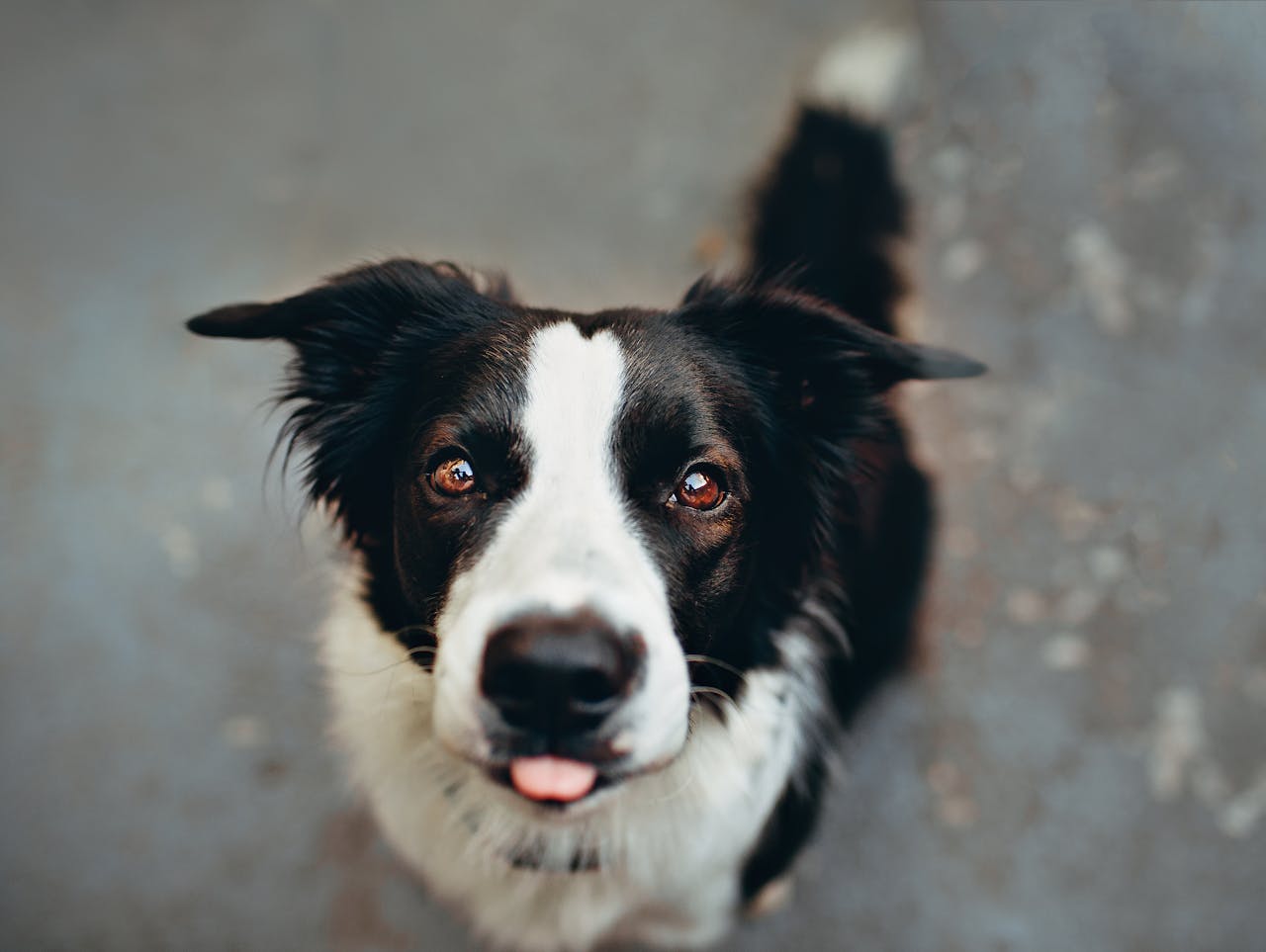 Black and White Dog Border Collie