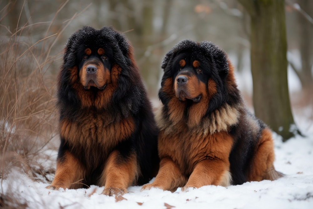 two Tibetan Mastiff in the winter forest