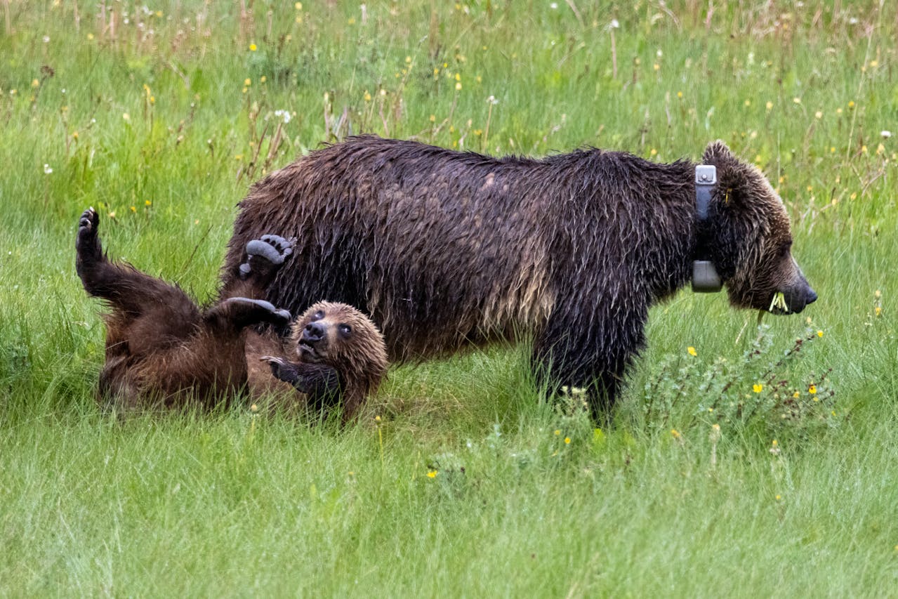 An Adult Collared Grizzly Bear