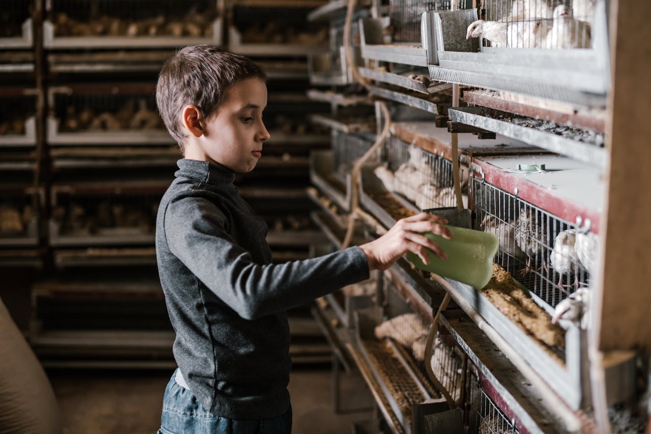 Child taking care of chicken at farm.
