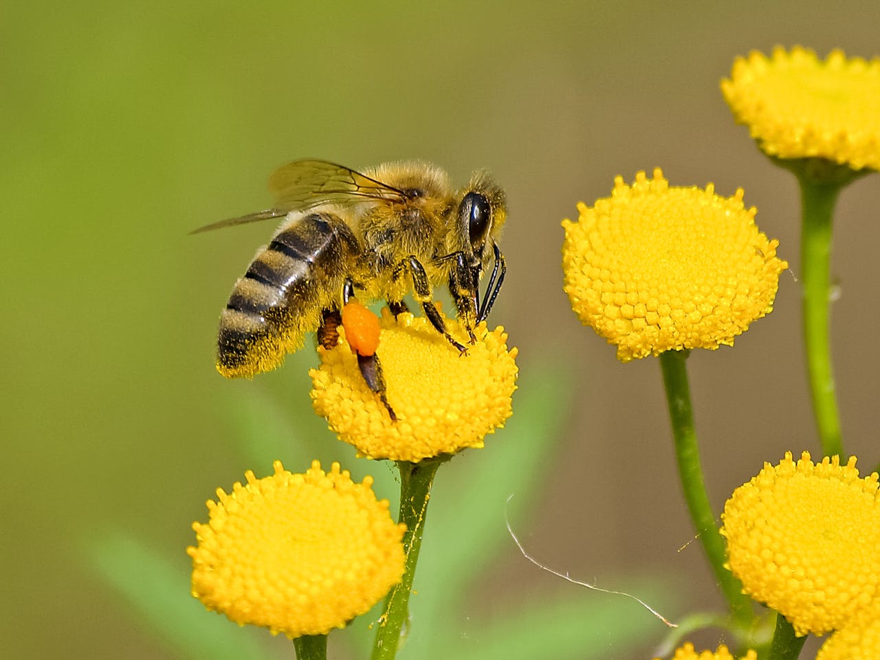 Close Up Photo of Brown and Black Bee on Yellow Flower Nectar