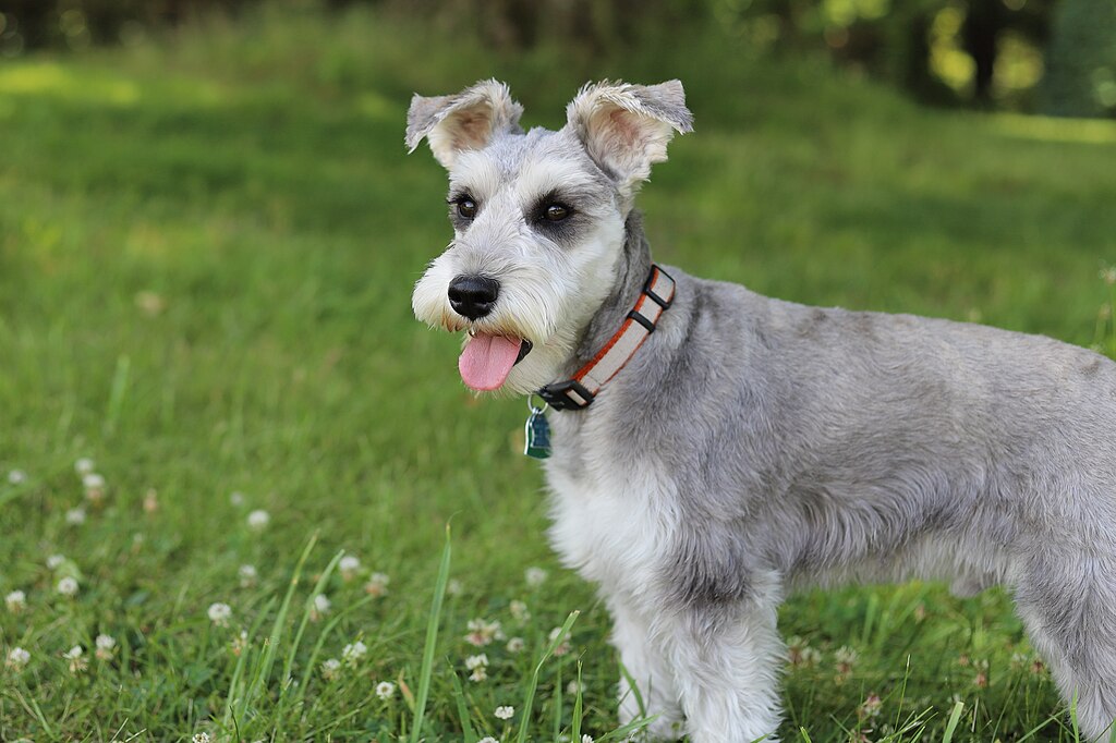 Schnauzer on grass