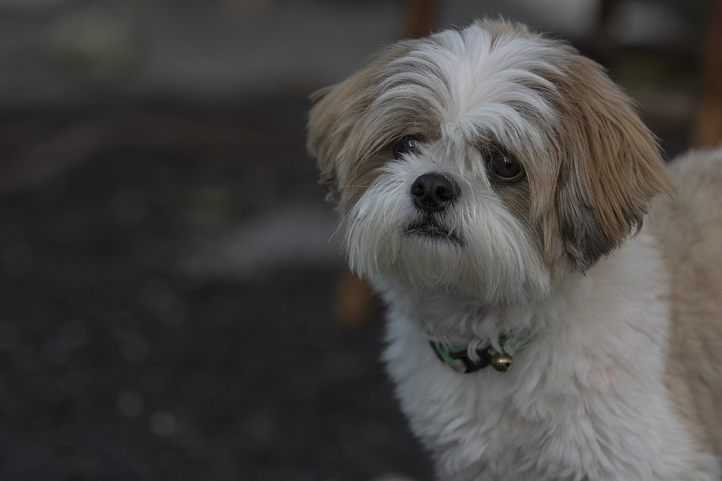 Shih Tzu Dog