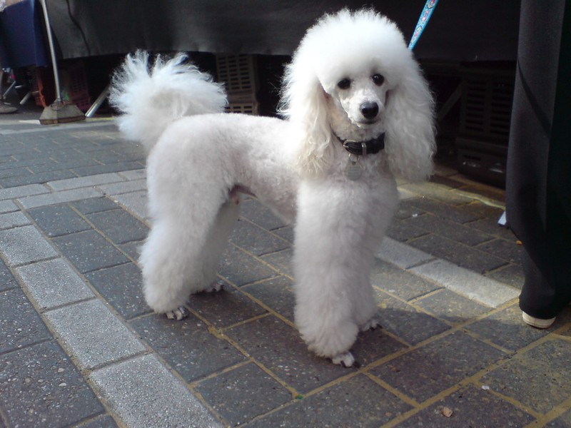 white poodle