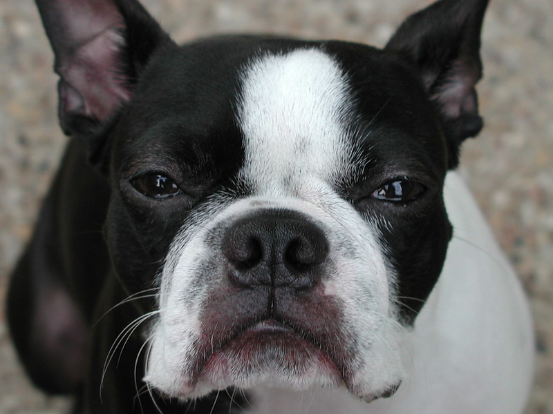 Boston terrier
