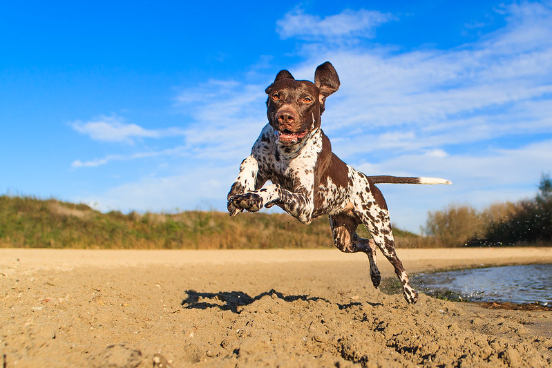 german shorthaired pointer