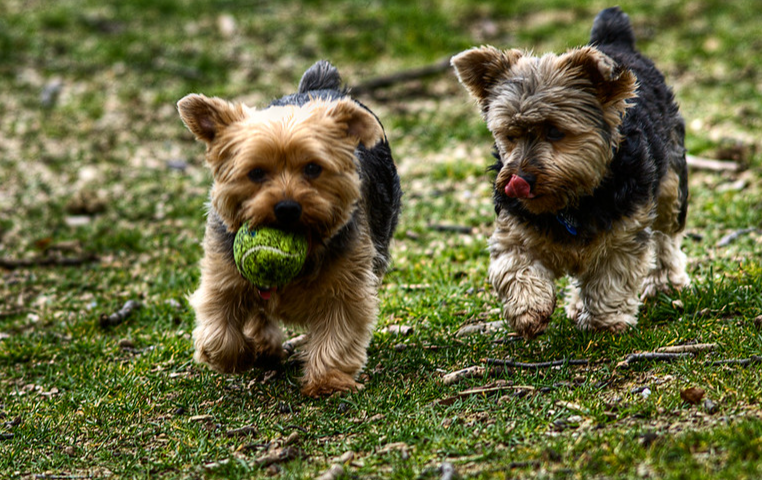 Yorkshire terrier