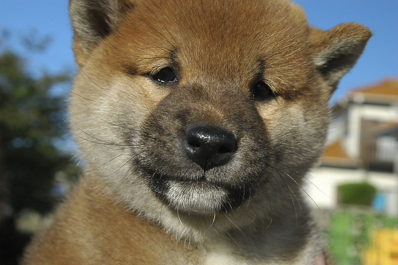The Shiba Inu