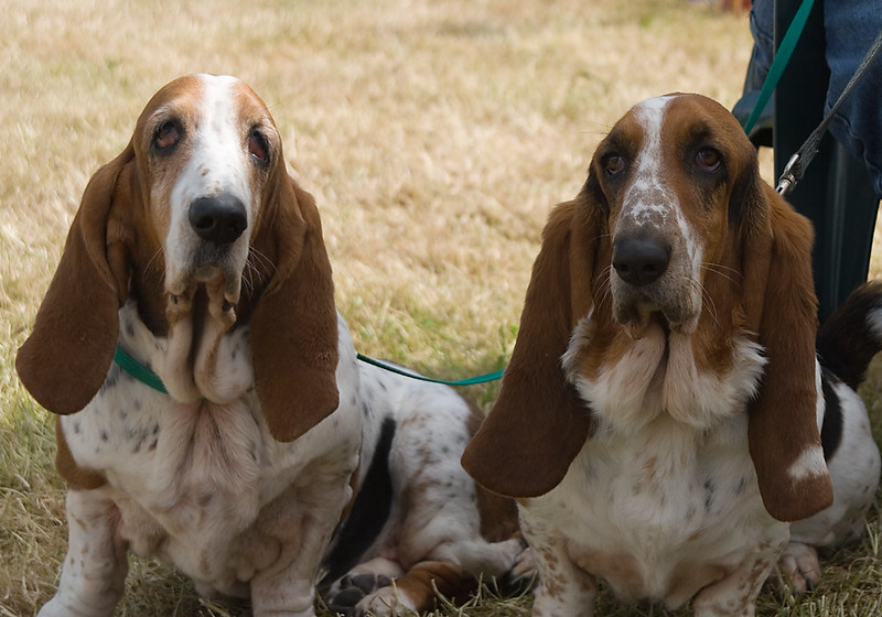 Basset Hounds