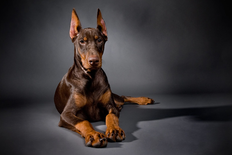 doberman dog portrait