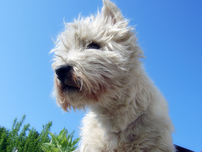 West Highland White Terrier