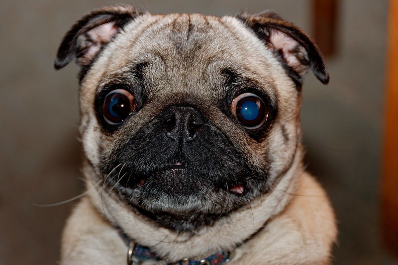 Pug Dog