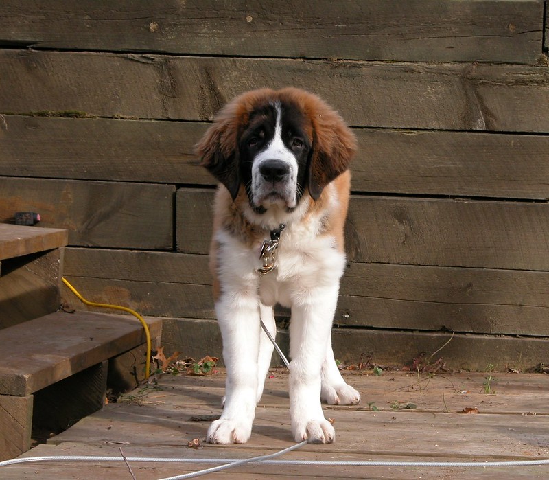 Saint Bernard