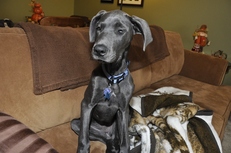 blue Great Dane