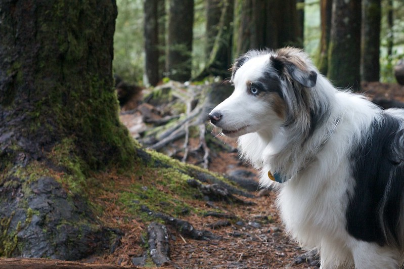 Australian Shepherd