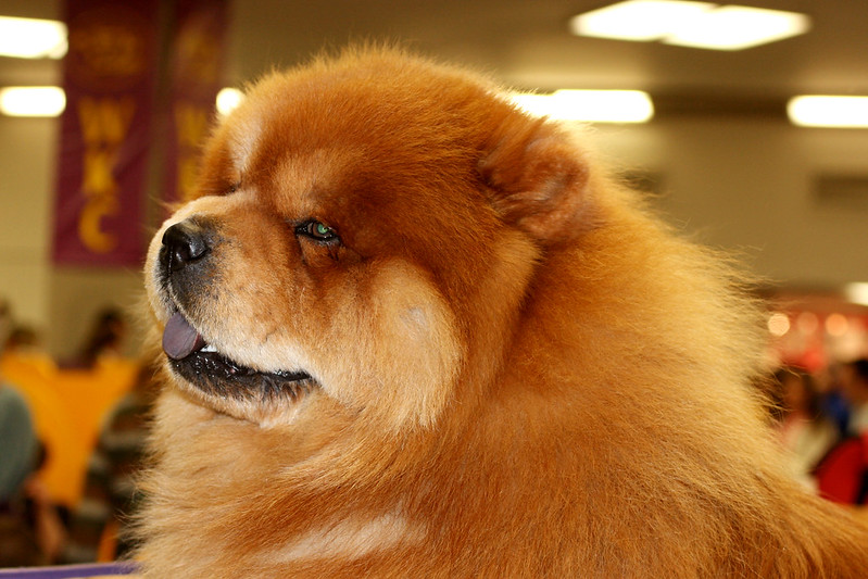 Dog Show Chow Chow