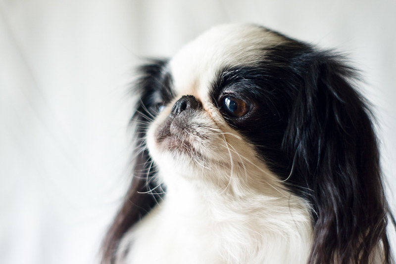 Japanese Chin dogs