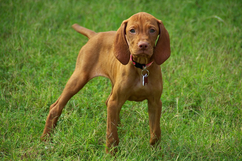 Vizsla puppy