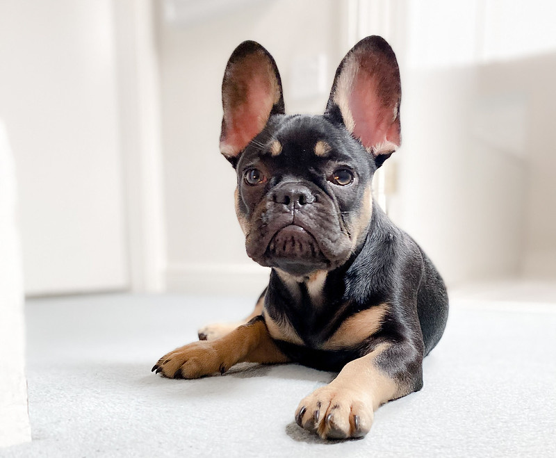 French bulldog