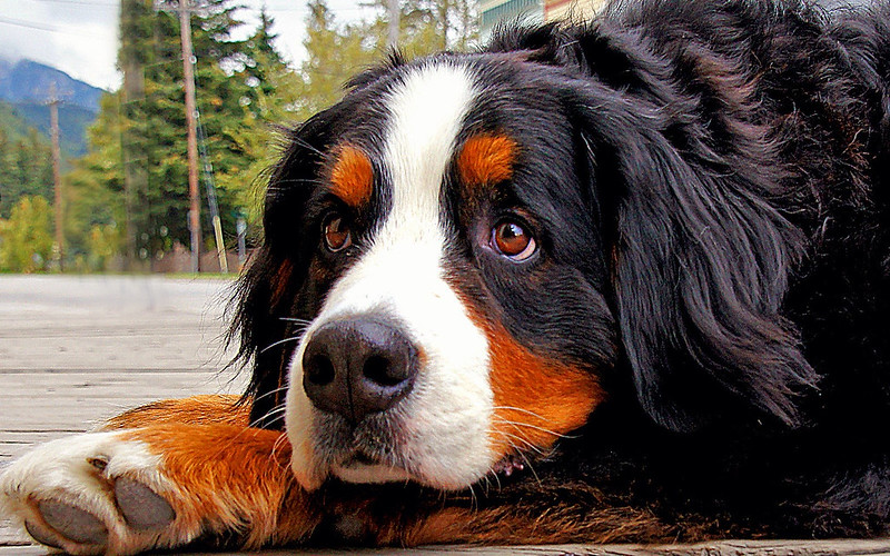 Bernese Mountain Dog