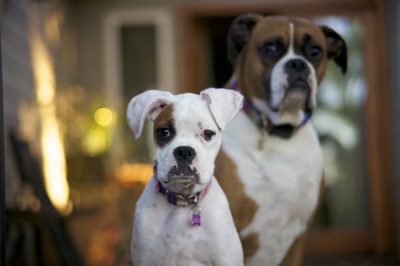 Boxers dogs