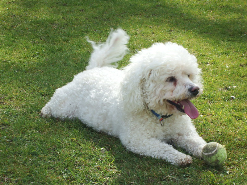 Bichon Frise