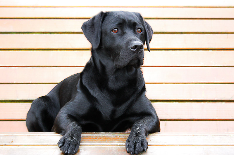 Black Labrador Retriever