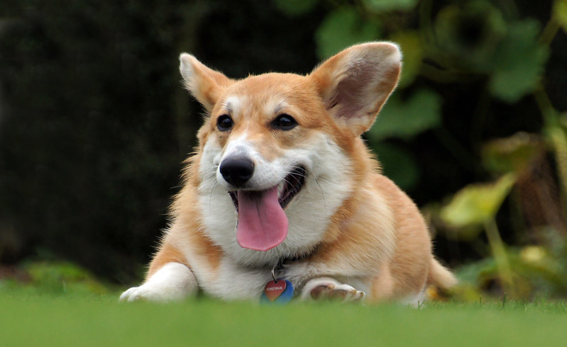 Pembroke Welsh Corgi