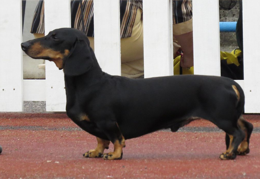 Dachshund