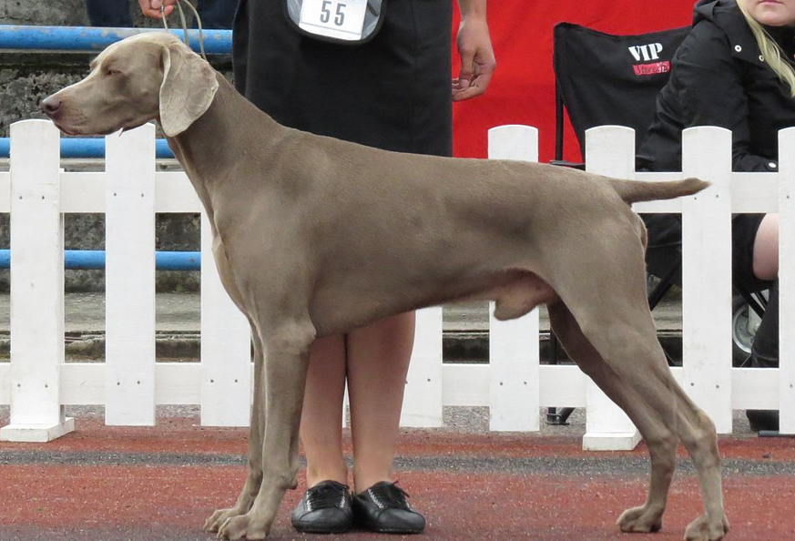 Weimaraner in Tallinn