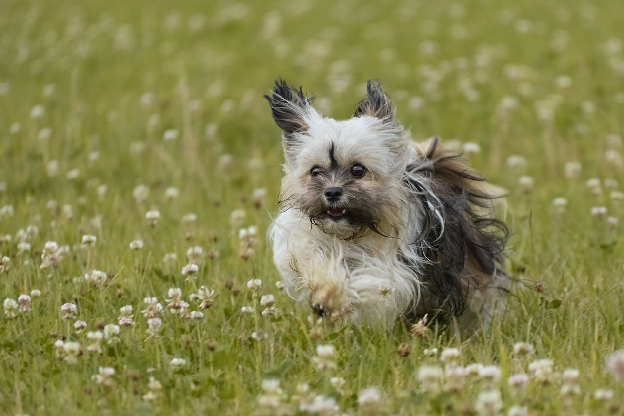 Havanese Dog Running on Flower Field