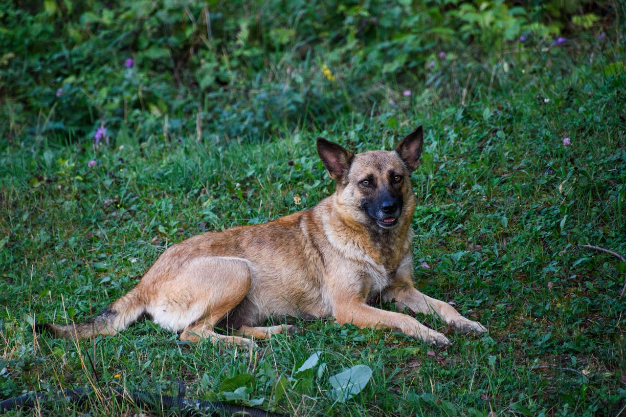 A Belgian Malinois Dog