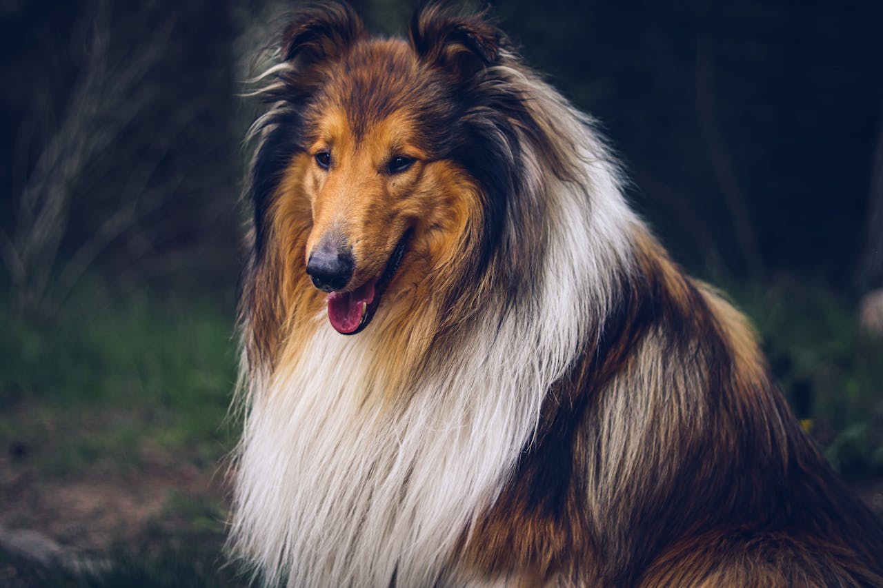 Shetland Sheepdog