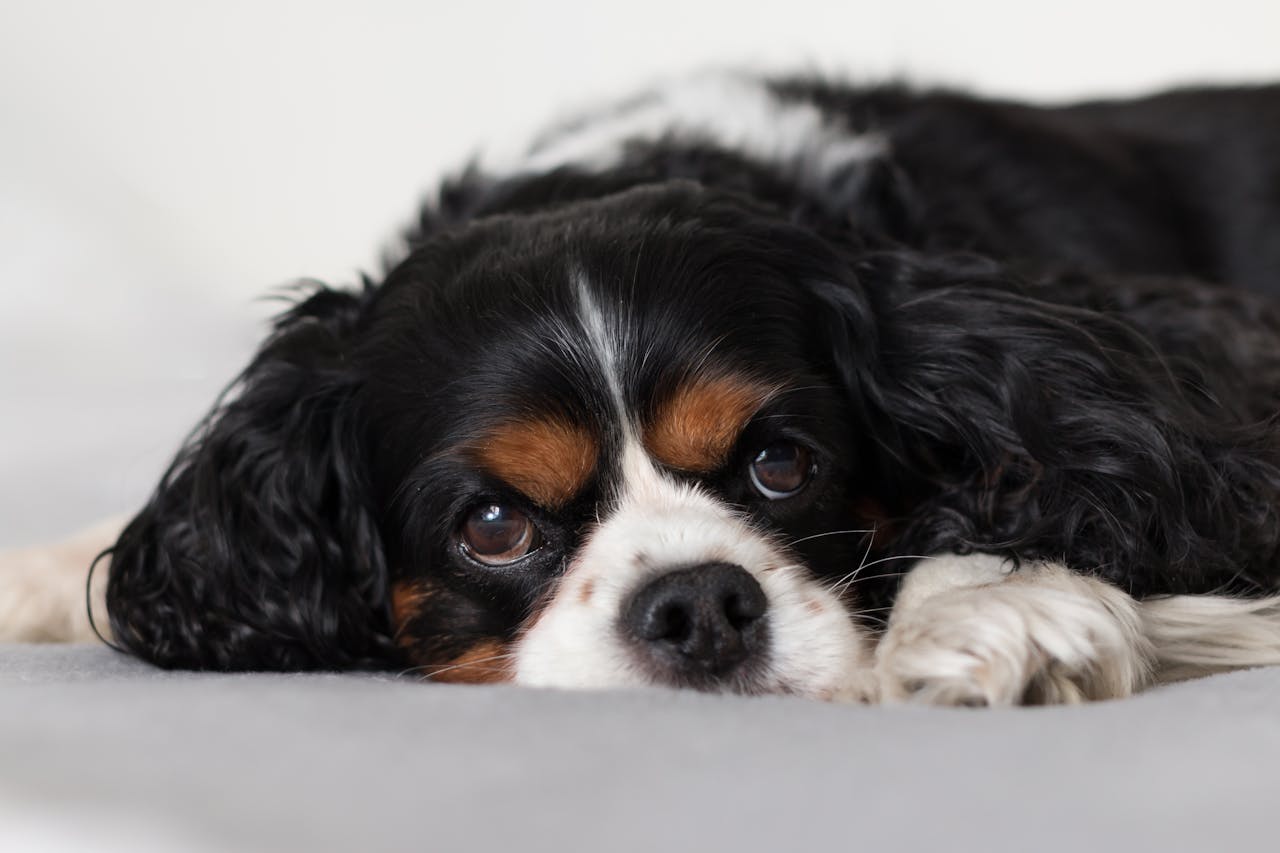 Cavalier King Charles Spaniel puppy