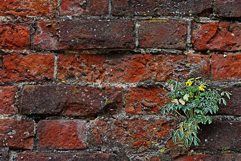 Close Up Photo of weed on red brick wall