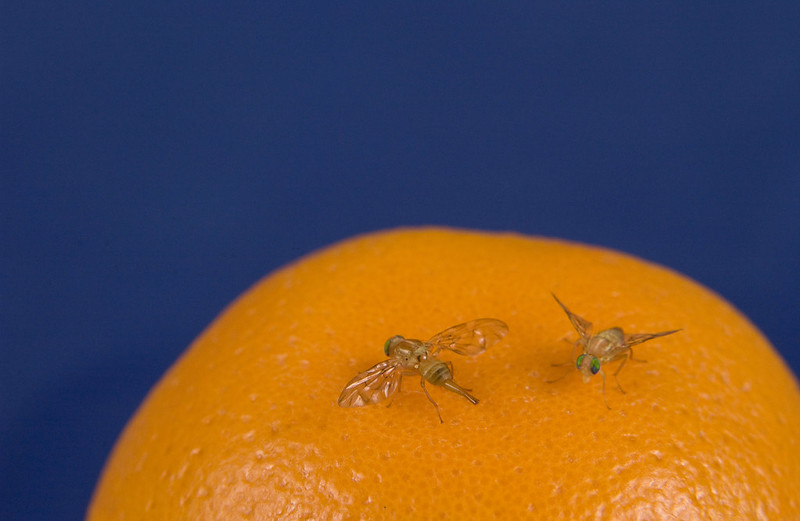 lose Up Photo of Exotic fruit flies (Tephritid) on orange