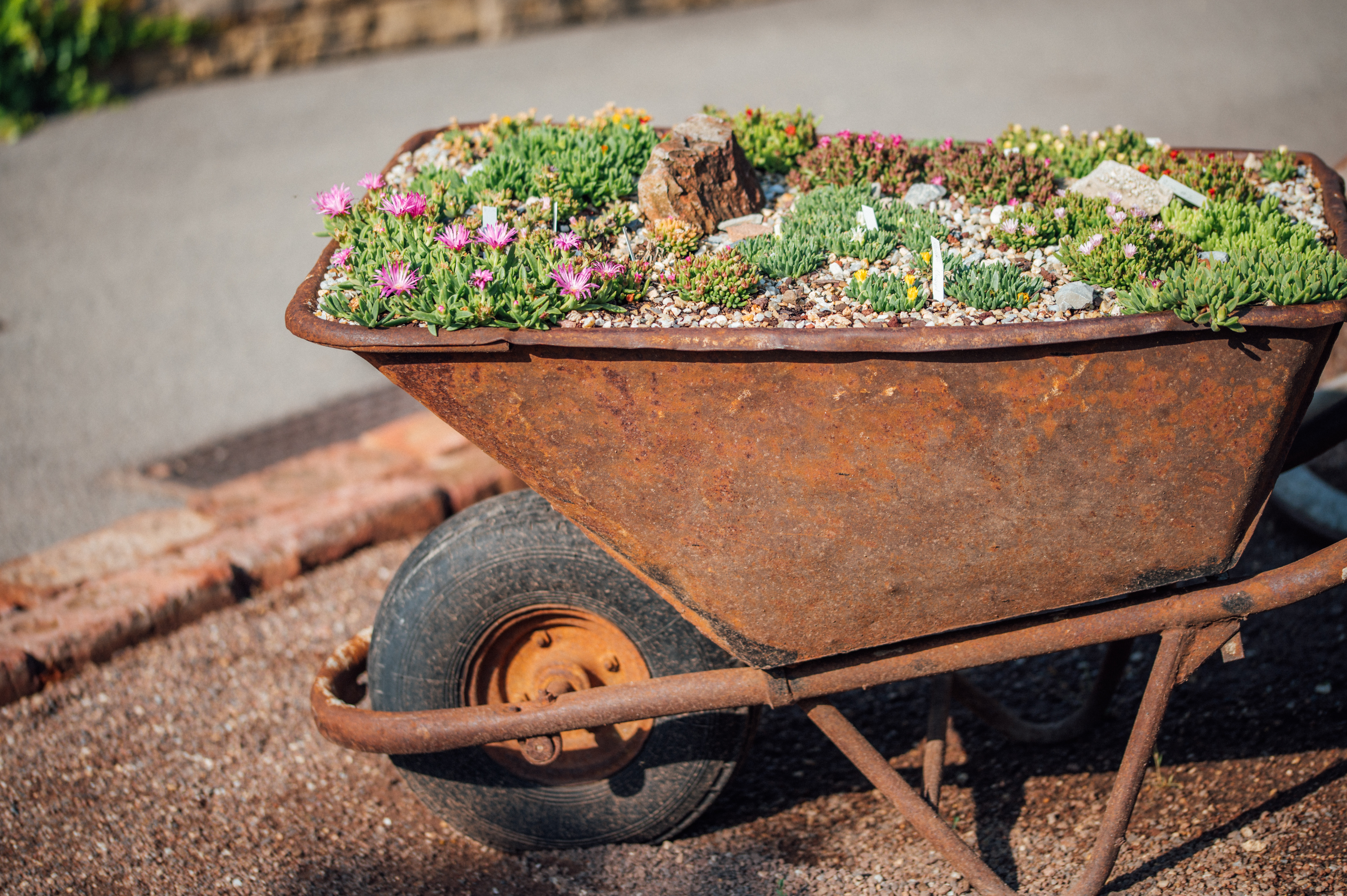 Rusty wheelbarrow used as a pot for different kinds of flowers