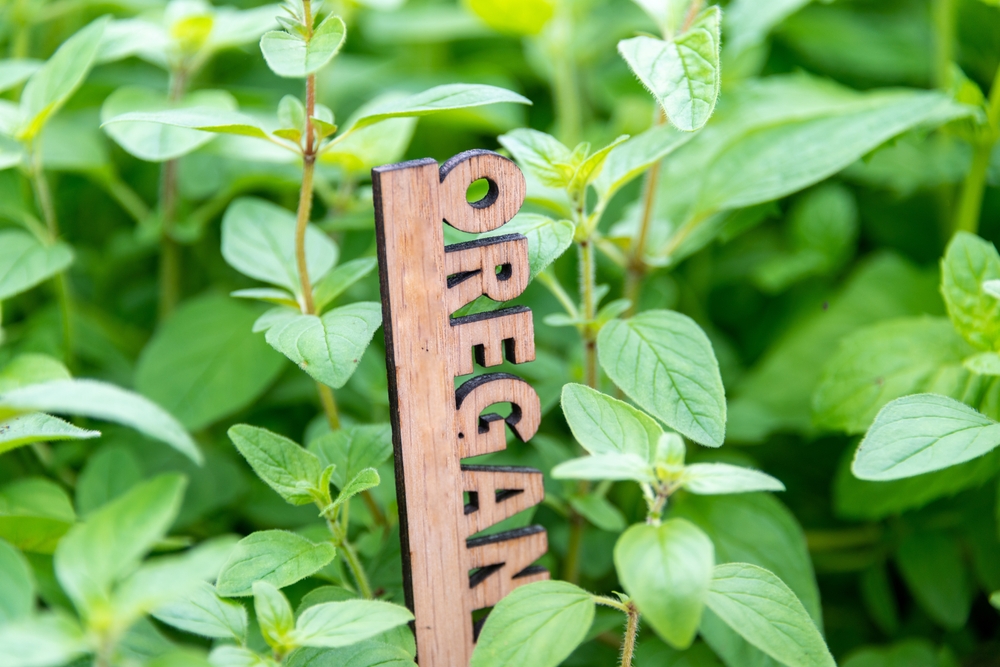 A wooden marker with the letters oregano in the plant.