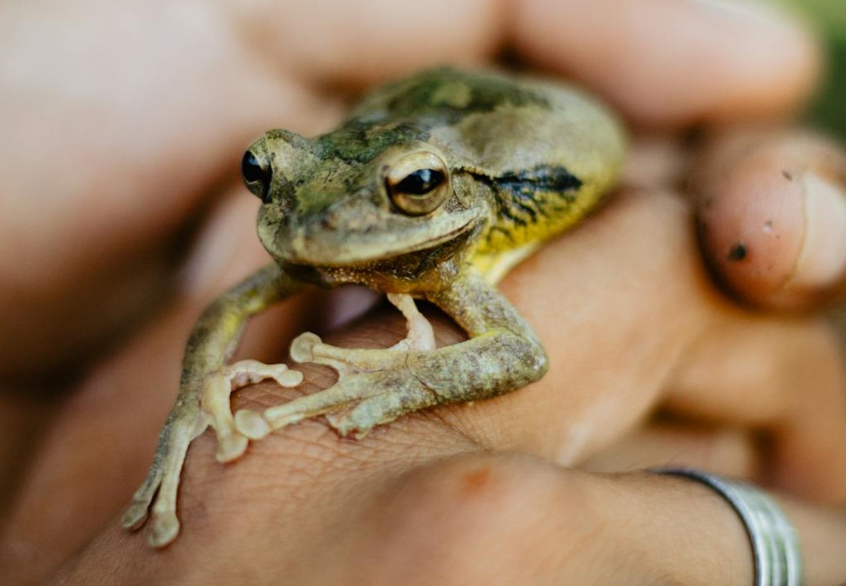Frog on a Hand