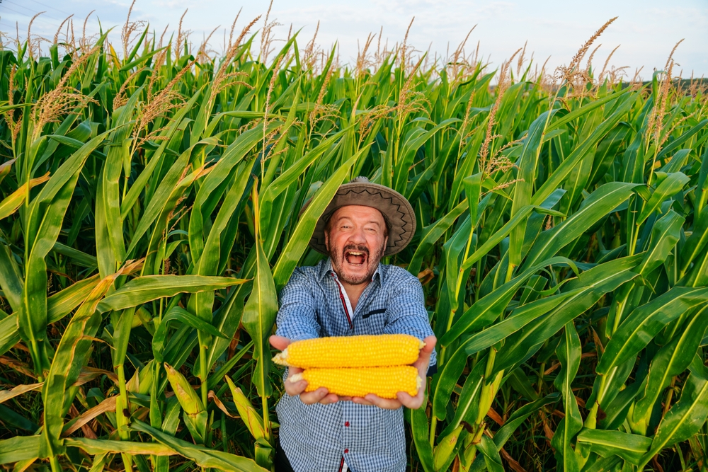 Front view of a crazy screaming elderly worker looking at camera in a cornfield