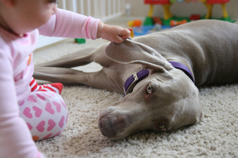 Close Up Photo of a Baby Touching the ear of Purebred Weimaraner Dog.