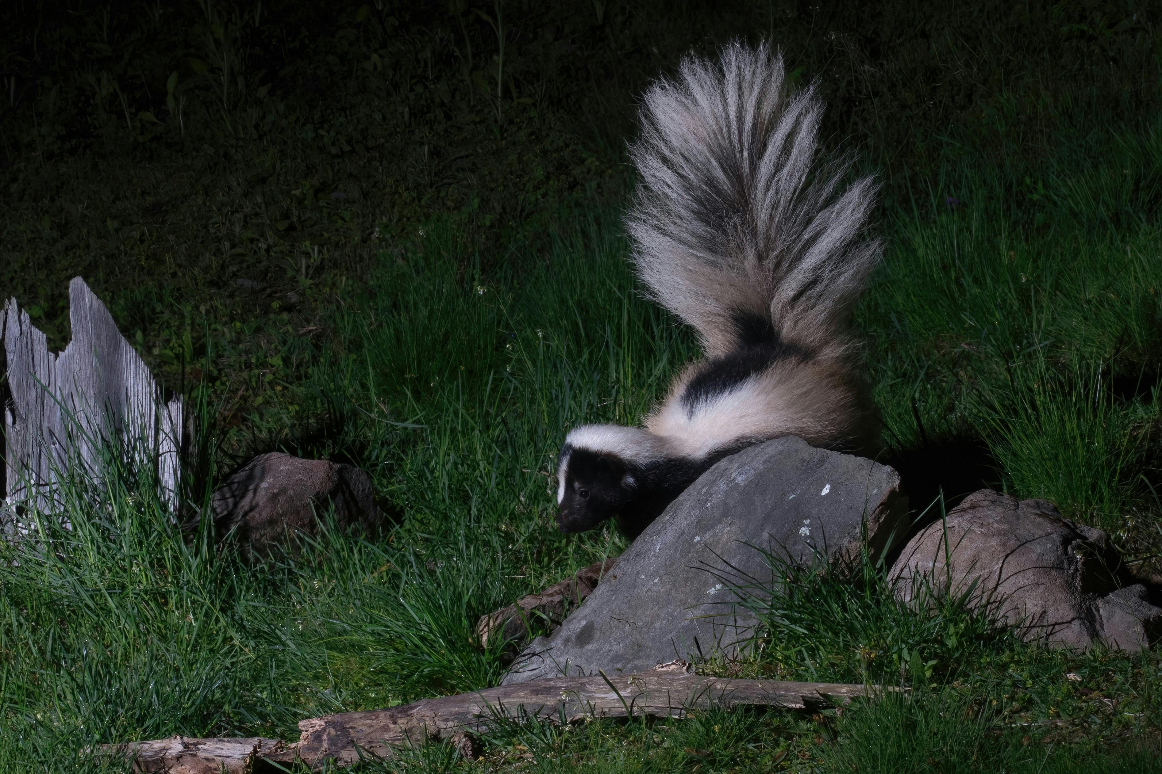 Skunk