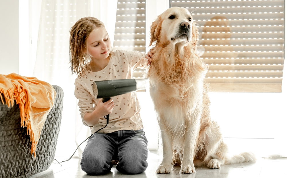 Pretty child kid cares about pet golden retriever friend indoors after bath.