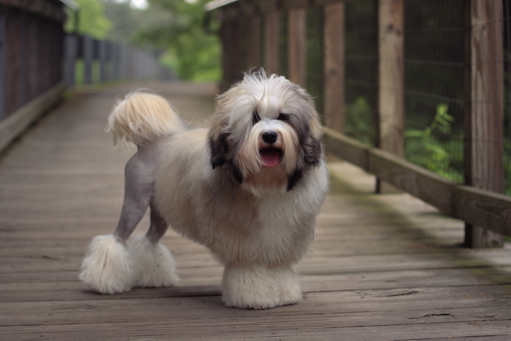 Close Up Photo of Lowchen puppy