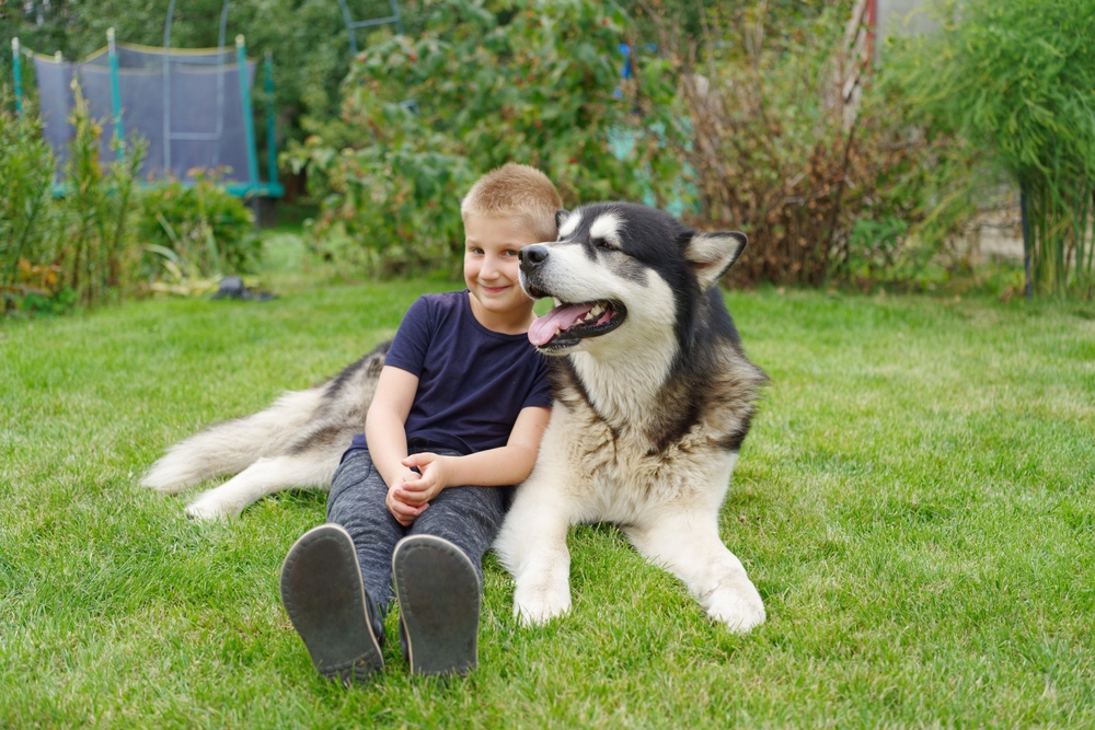 A boy with an Alaskan malamute dog on a green grass meadow