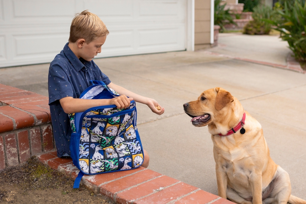 Caucasian school boy gives a treat from his backpack to his yellow Labrador retriever
