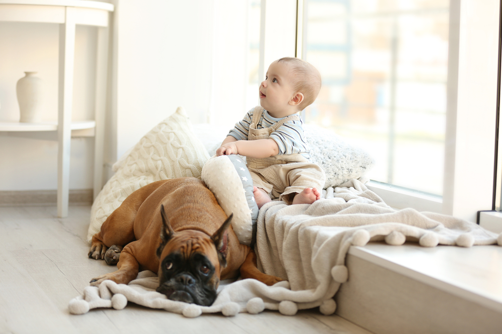 Photo of Little baby boy with boxer dog