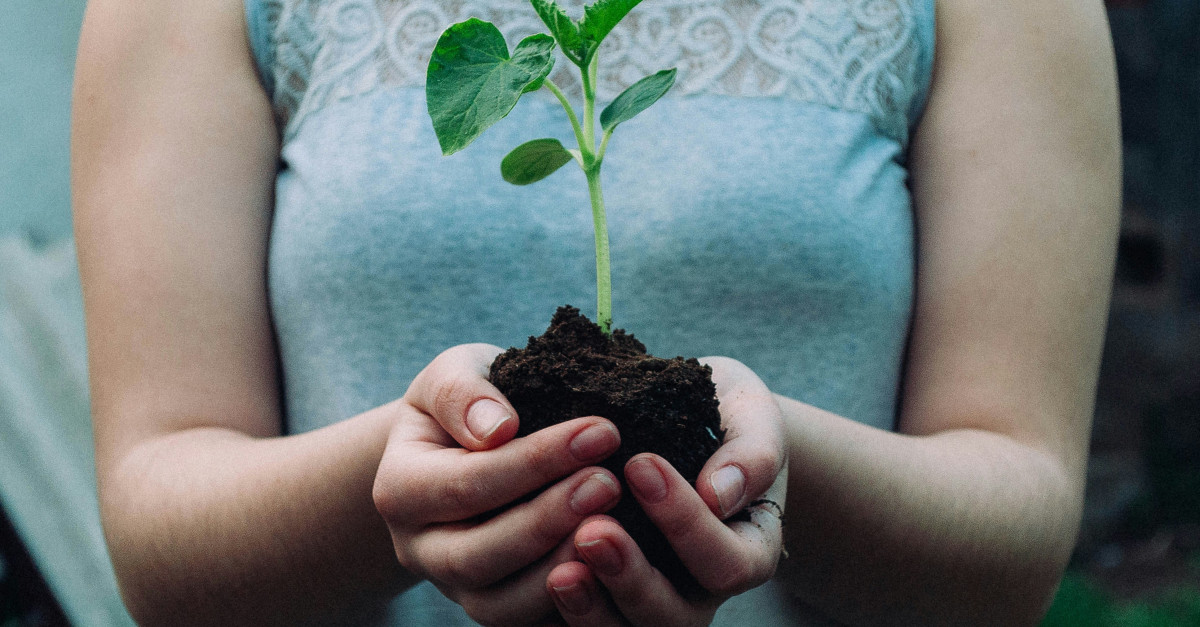 woman holding green leafed seedling