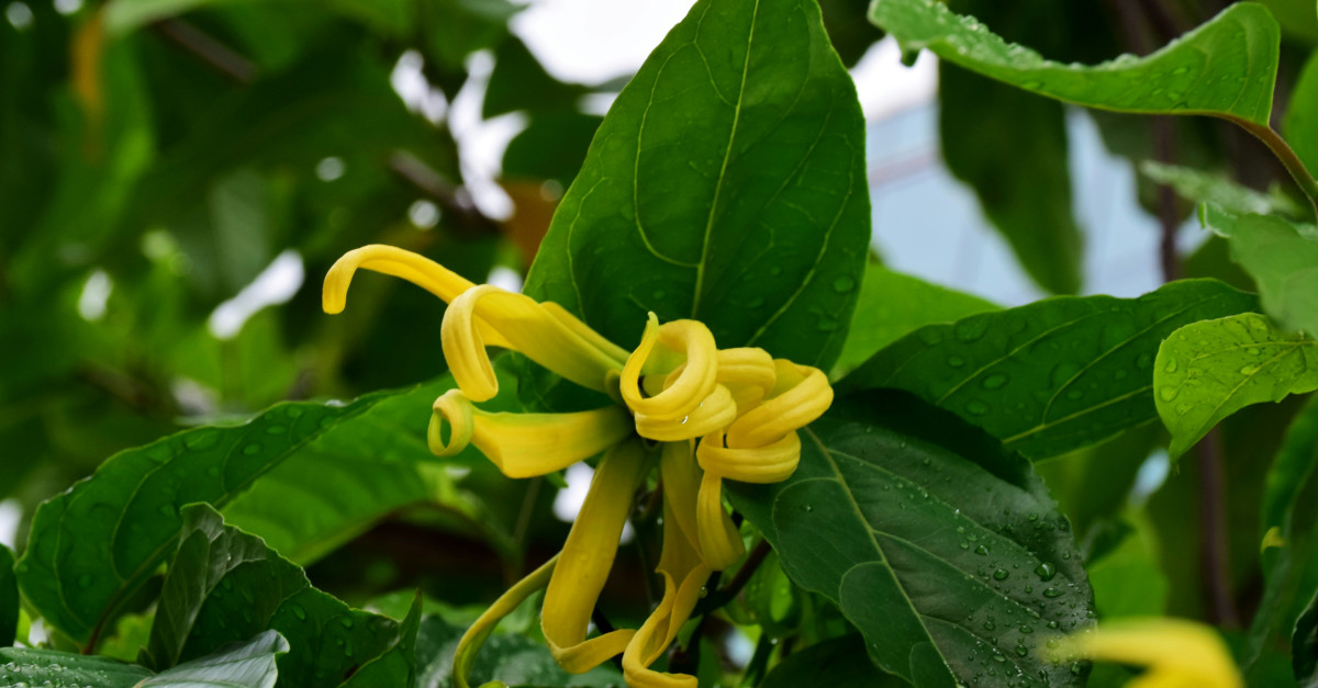 a close up of a yellow flower on a tree